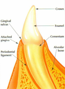 parts of the tooth